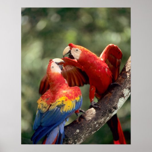 ルビコンゴウインコのつがい ポスター (正面)