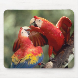 ルビコンゴウインコのつがい マウスパッド