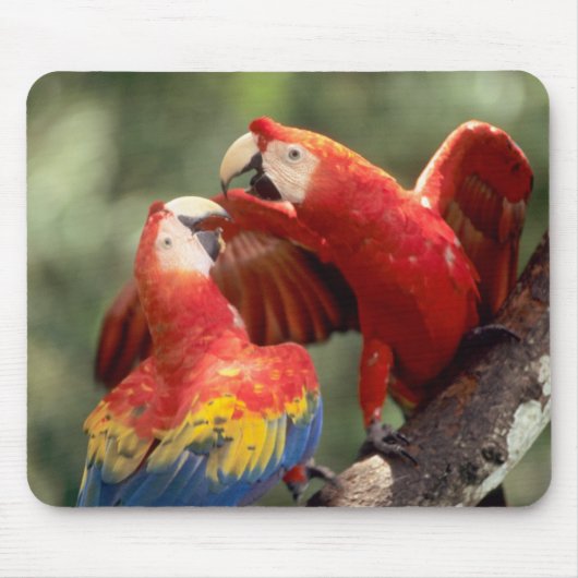 ルビコンゴウインコのつがい マウスパッド (正面)