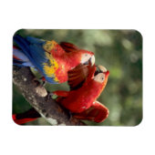 ルビコンゴウインコのつがい マグネット (横)