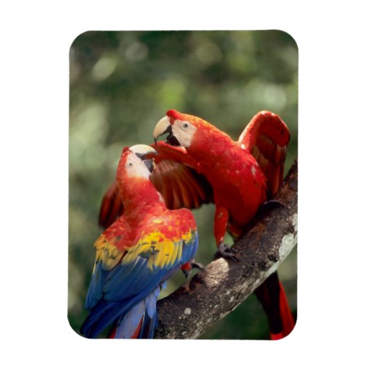 ルビコンゴウインコのつがい マグネット (縦)