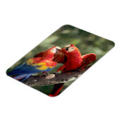 ルビコンゴウインコのつがい マグネット (左側)