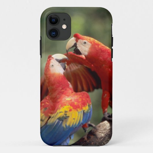 ルビコンゴウインコのつがい Case-Mate iPhoneケース (裏面)