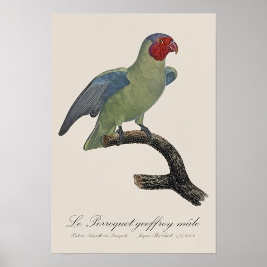 ルビノガシラインコ（オス）、Geoffroyus geoffroyi ポスター (正面)