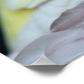 ルビノバークズパラケート ポスター (角)