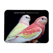 ルビノバークズパラケート