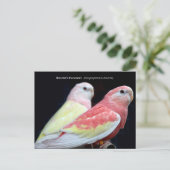 ルビノブルケズパラケ ポストカード (スタンド正面)