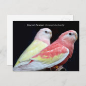 ルビノブルケズパラケ ポストカード (正面/裏面)