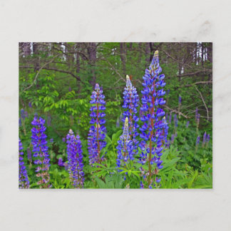 ルビンス ポストカード