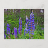 ルビンス ポストカード (正面)