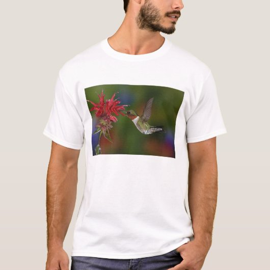 ルビーののどをした雄のハチドリ Tシャツ (正面)