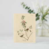 ルビーの冠を持つウレン（キングレット）オードゥボン鳥類アメリカ ポストカード (スタンド正面)