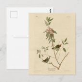 ルビーの冠を持つウレン（キングレット）オードゥボン鳥類アメリカ ポストカード (正面/裏面)