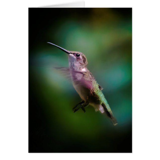 ルビーの喉が詰まったハミングバード – オリジナル写真 (正面)