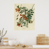 ルビーの喉のハミングバード ポスター (キッチン)