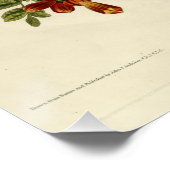 ルビーの喉のハミングバード ポスター (コーナー)