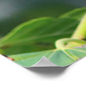 ルビーの喉のハミングバード ポスター (角)