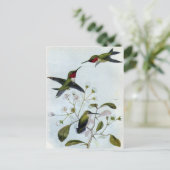ルビーの喉のハミングバード ポストカード (スタンド正面)