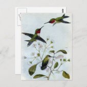 ルビーの喉のハミングバード ポストカード (正面/裏面)