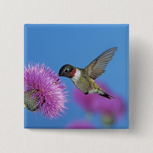 ルビーの喉のハミングバード 缶バッジ (正面)