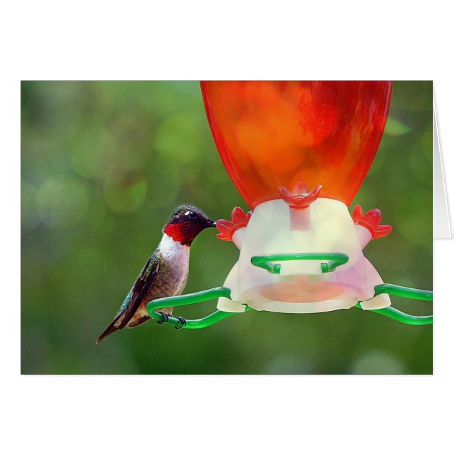 ルビーの喉の詰まったハミングバード (正面横)