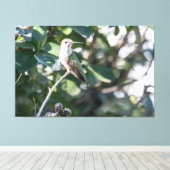 ルビーの喉を持つハミングバード幼年男性 キャンバスプリント (インサイチュ (ウッドフロア))