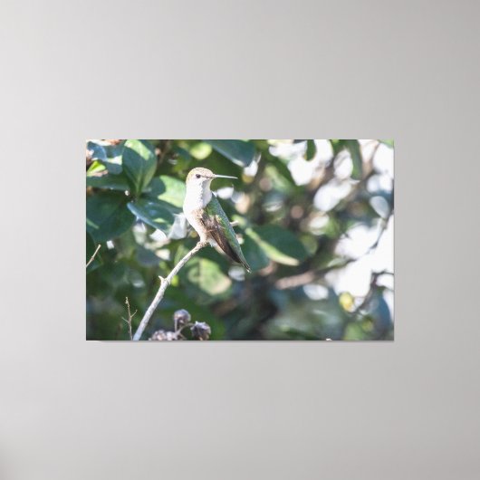ルビーの喉を持つハミングバード幼年男性 キャンバスプリント (正面)