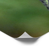 ルビーの喉を持つハミングバード（メス）とペチュニア ポスター (角)