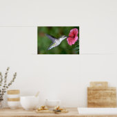 ルビーの喉を持つハミングバード（メス）とペチュニア ポスター (キッチン)