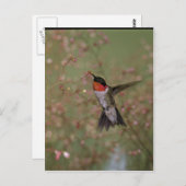 ルビーの水切りのハミング鳥 ポストカード (正面/裏面)