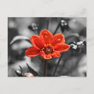 ルビーの花のポストカード ポストカード