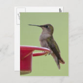ルビーを使ったハミングバードのメス ポストカード (正面/裏面)