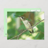 ルビーを使ったハミングバードハガキ。 ポストカード (正面/裏面)