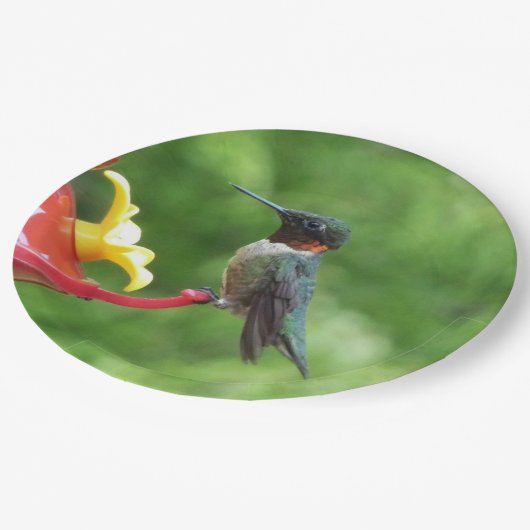 ルビーを使ったハミングバード撮影 ペーパープレート (アングル)