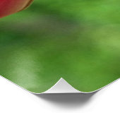 ルビーを使ったハミングバード撮影 ポスター (コーナー)