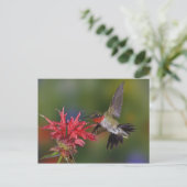 ルビーを使ったハミングバード食べ物を与えの雄のオン ポストカード (スタンド正面)