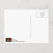 ルビーを使ったハミングバード ポストカード (裏面)