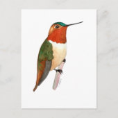 ルビーインコハズク ポストカード (正面)