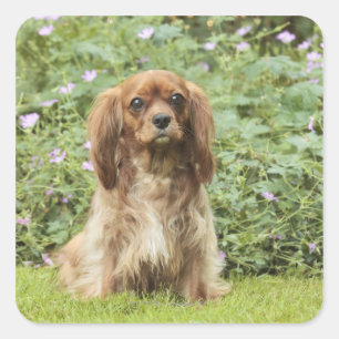 ルビーキャリバリーキングチャールズスパニエル犬インザグラス スクエアシール