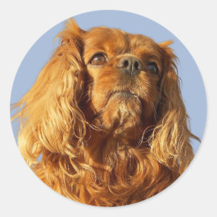 ルビーキャリバリーキングチャールズスパニエル犬パピードッグ ラウンドシール