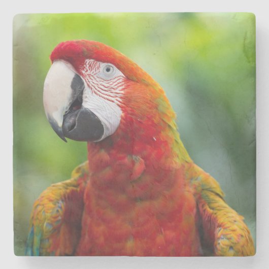ルビーコンゴウインコ (Ara macao) ストーンコースター (正面)