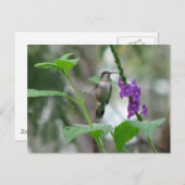 ルビースロートバーヴァン葉書 ポストカード (正面/裏面)