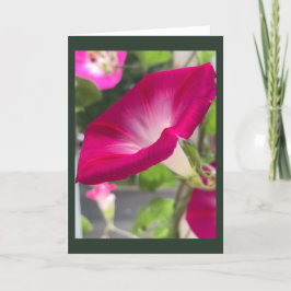 ルビーレッドの朝顔のブランクカード カード
