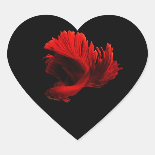 ルビーレッドシャム戦闘魚 ハートシール (正面)