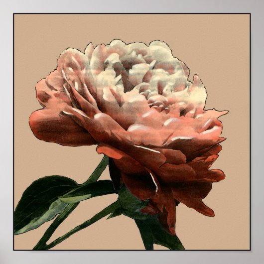 ルビーレッドローズホワイトアクセント ポスター (正面)