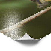 ルビー冠の男性キングレット、Regulus calendula フォトプリント (角)