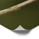 ルビー冠の男性キングレット、Regulus calendula ポスター (角)