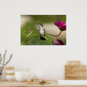 ルビー喉のハミングバードメス ポスター (キッチン)