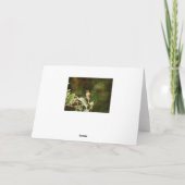 ルビー喉のハミングバード カード (裏面)