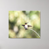 ルビー喉ハミングバードデザイン#4Q7A0015 キャンバスプリント (正面)
